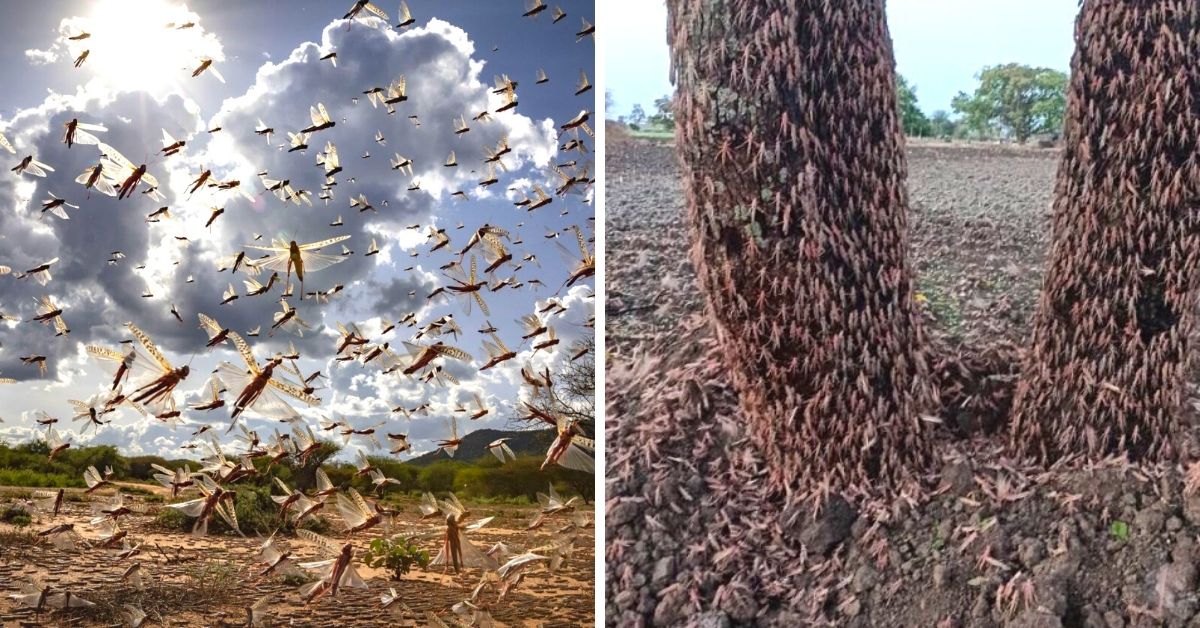 Why Are Deadly Locusts Swarming India? An Expert Reveals The Answer