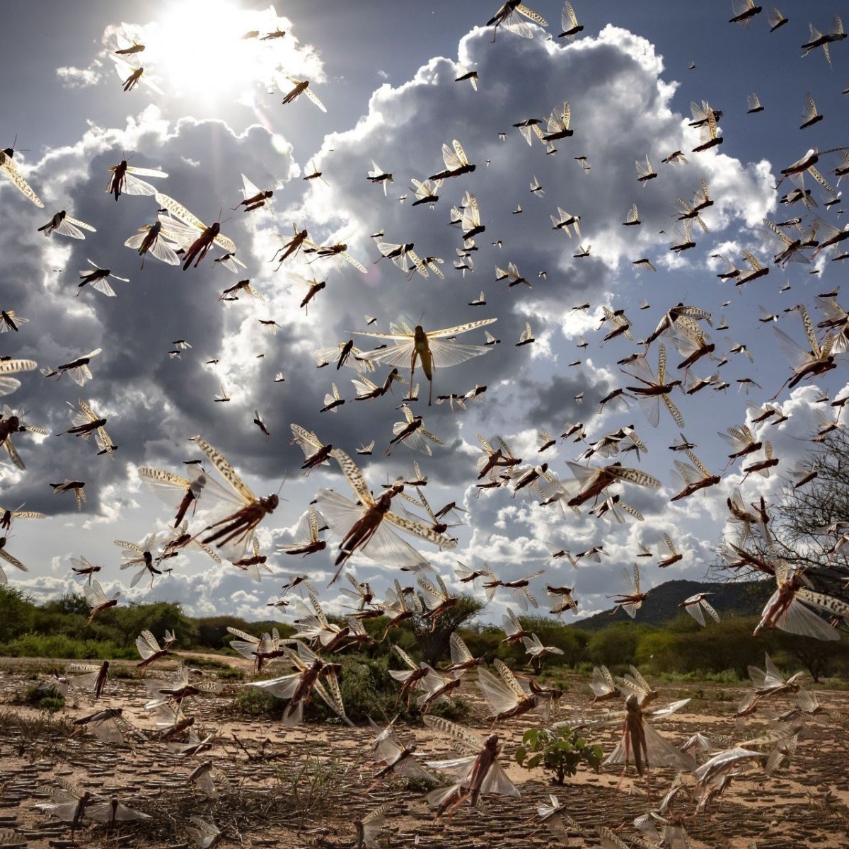 locust attack india