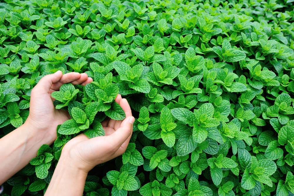 mint organic garden