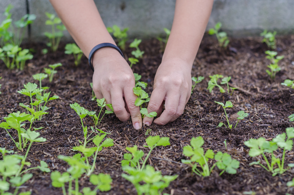 coriander organic garden