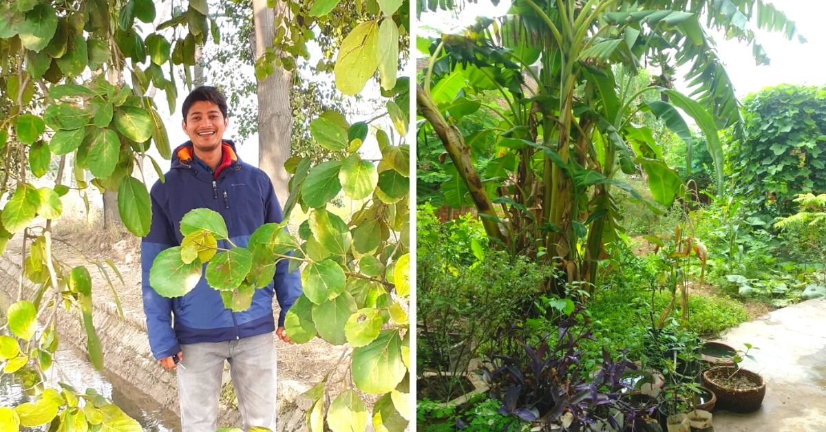Haryana Man Grows Mini Food Forest In 100 sq m Using Zero Chemicals!