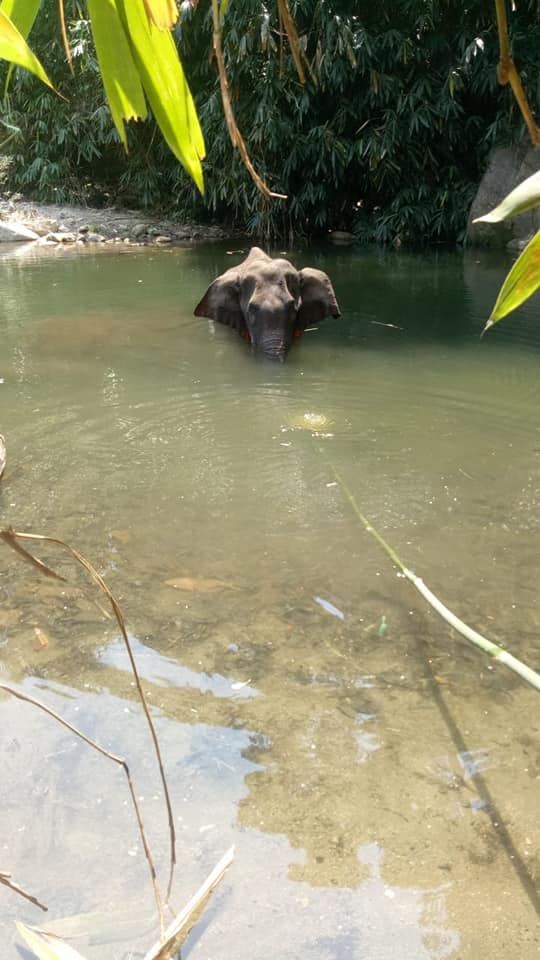 elephant rescue