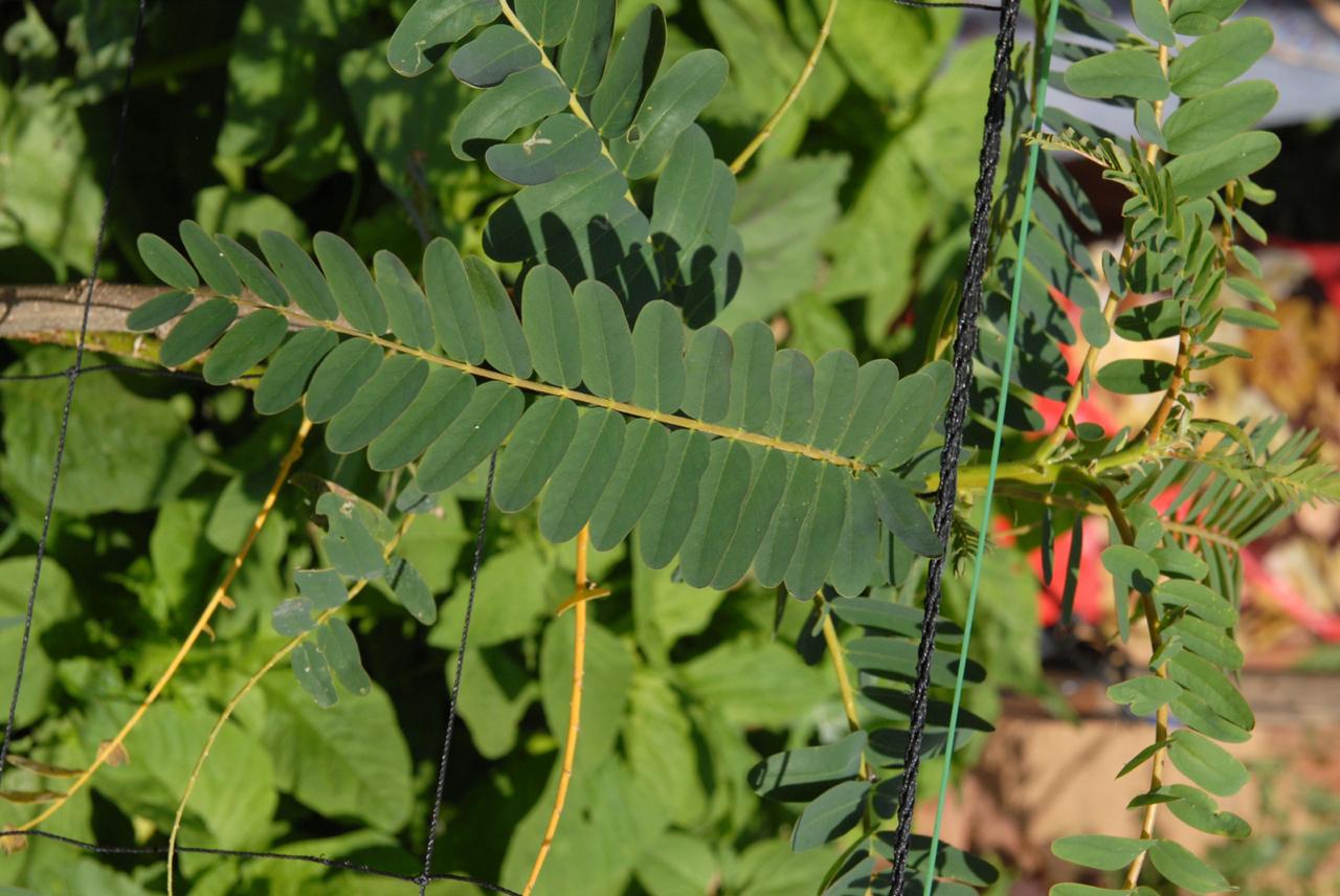 This Bengaluru Man Will Convince You to Grow And Eat Weeds, And They Are Delicious!