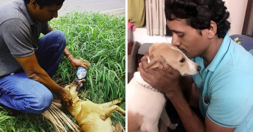 Kerala Man Spends Rs 20,000 a Month on Stray Animals, Has Rescued Over 1000!