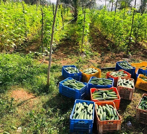 Mysuru Woman Grows 100+ Crops Using Organic Fertilisers, Earns Lakhs