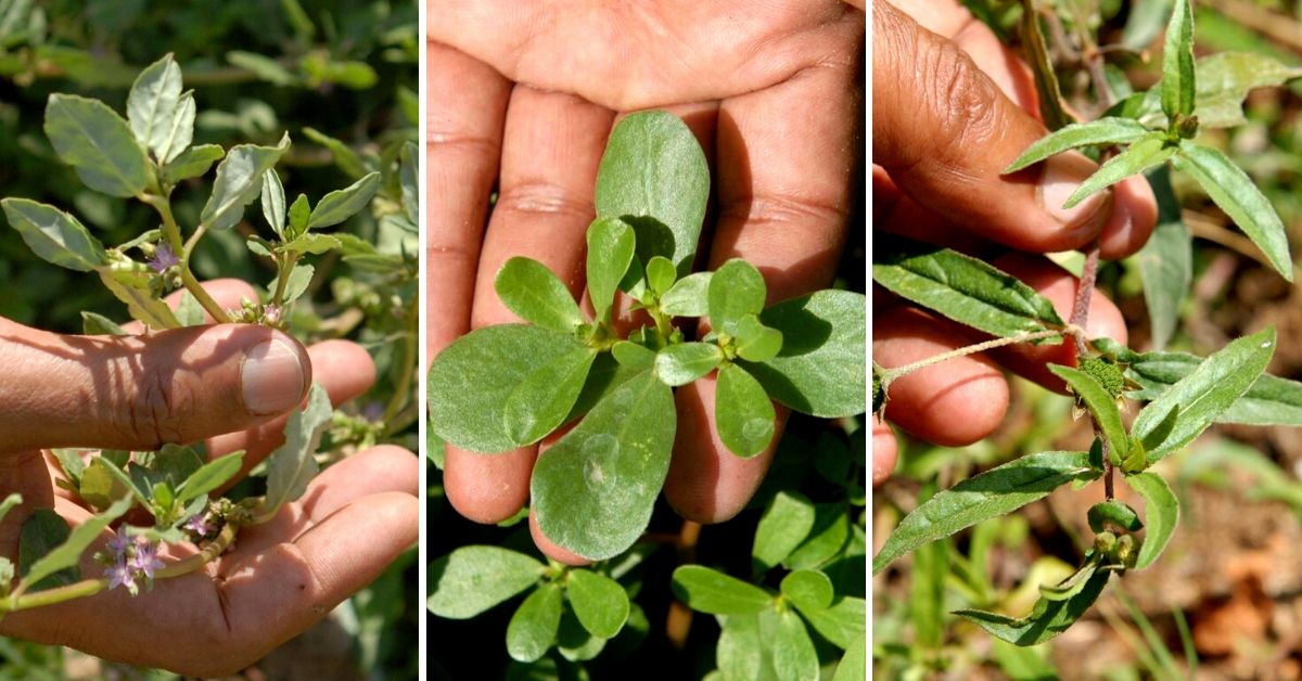 This Bengaluru Man Will Convince You to Grow And Eat Weeds, And They Are Delicious!