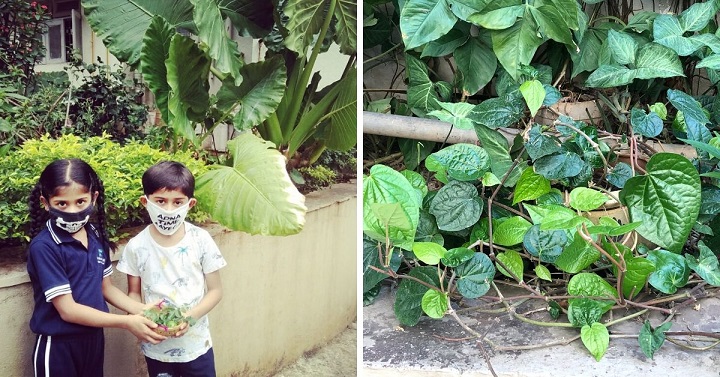 Coconuts & Mangoes to Jamun & Jackfruit, Mumbai Society Grows it All For 86 Families