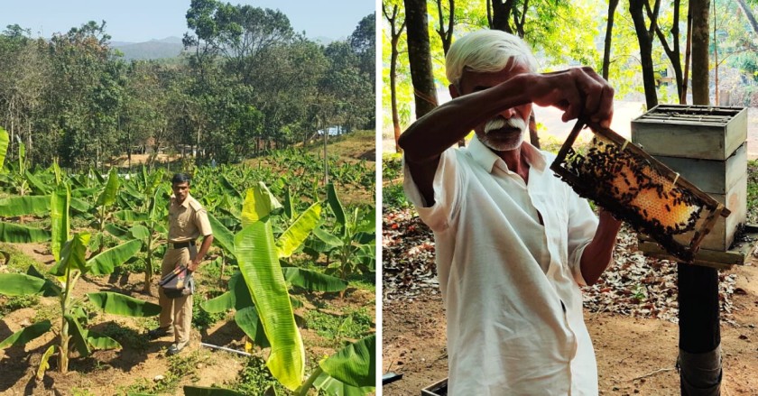 This ‘Open Jail’ in Kerala Is Generating A Revenue Of Rs 2 Crore Through Farming!