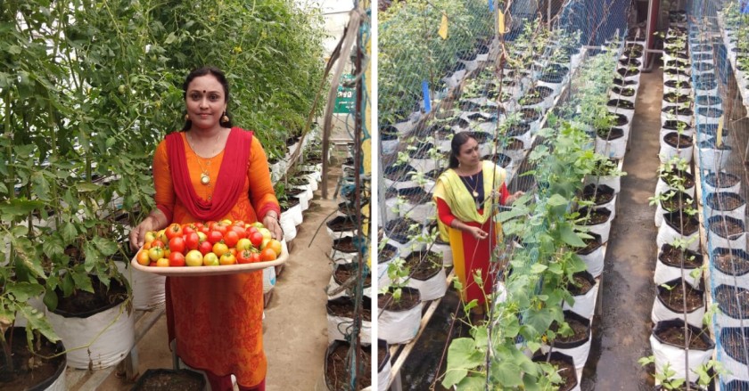 How 500+ Plants in Grow Bags Give This Woman Chemical-Free Food at Home