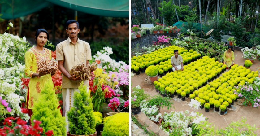 Kerala Couple Grow 34 Varieties of Bougainvillaea, Earn Rs 2 Lakh/Month
