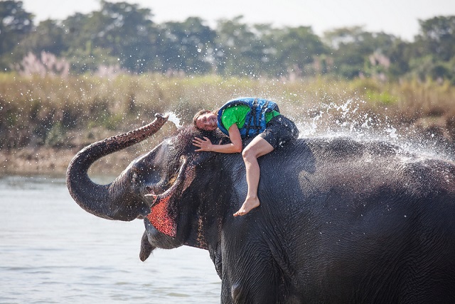 Representative image of an elephant