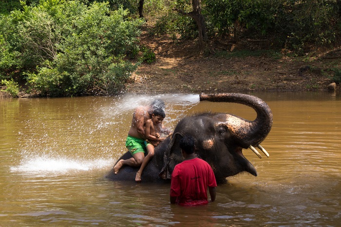 Representative image of an elephant