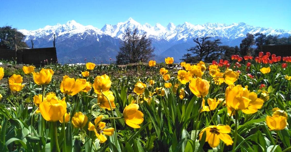 IFS Officer & 2K Villagers are Turning Barren Land into World’s Largest Tulip Garden