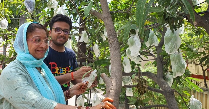 Innovative Mask Helps Mother-Son Duo Boost Chemical-Free Mangoes Harvest by 15%
