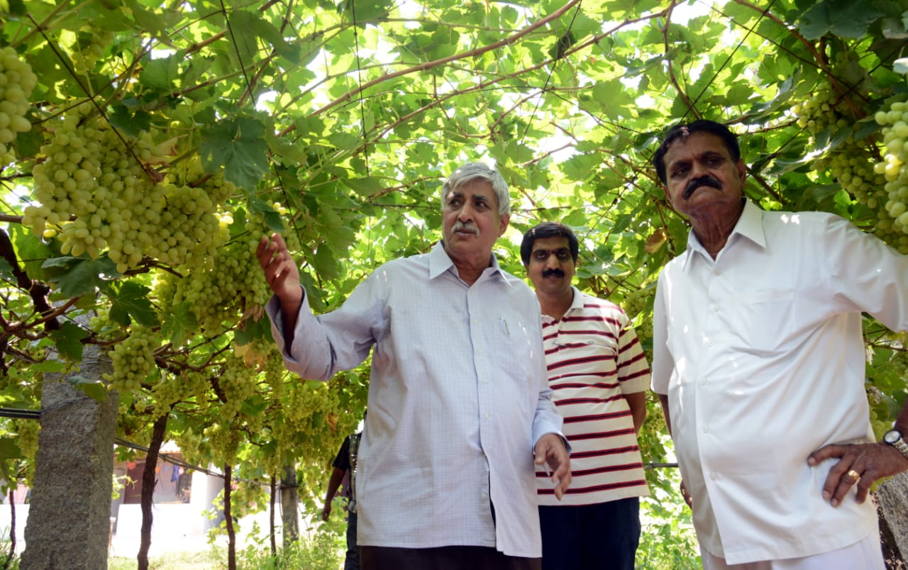 telangana organic locust pesticide