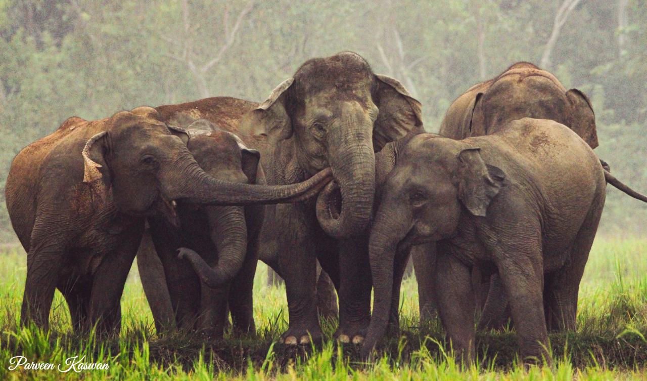 6 Times Elephants Taught Humans Lessons In Compassion