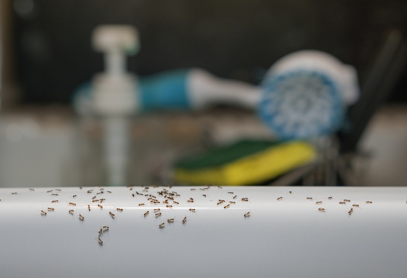 ants pests