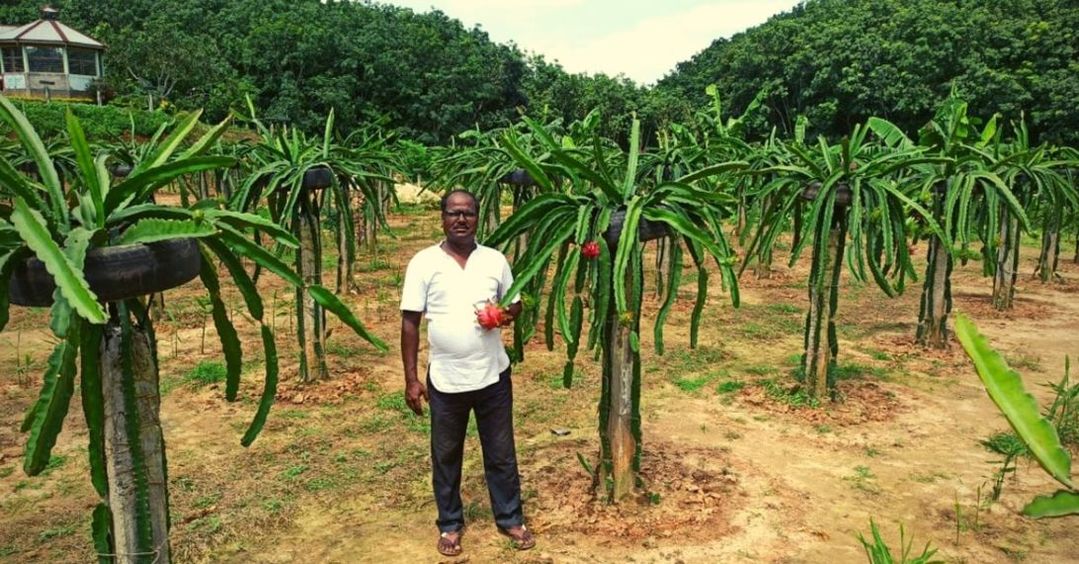 YouTube Helps Tripura Farmer Grow 50 Kgs of Dragon Fruit That Sells at Rs 400/Kilo