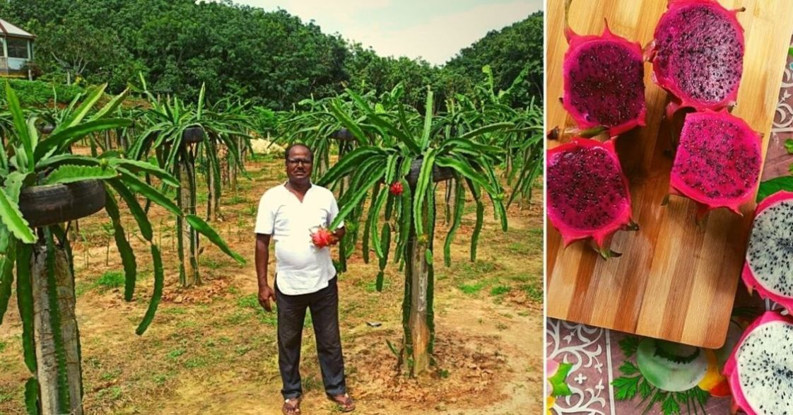 Tripura Farmer Grows 50 Kgs Of Dragon Fruit That Sells At Rs 400 Kilo