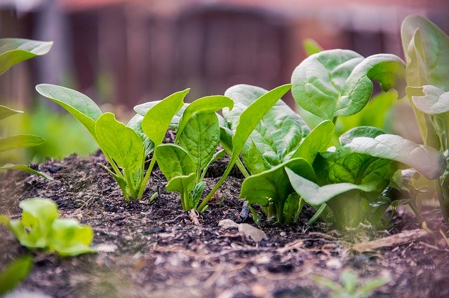 You Can Easily Grow These 10 Vegetable at Home. Here's How