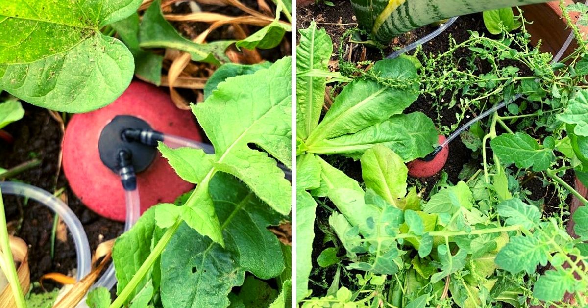 Clay pot watering helps save 90% water