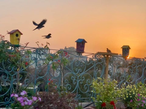 rooftop garden