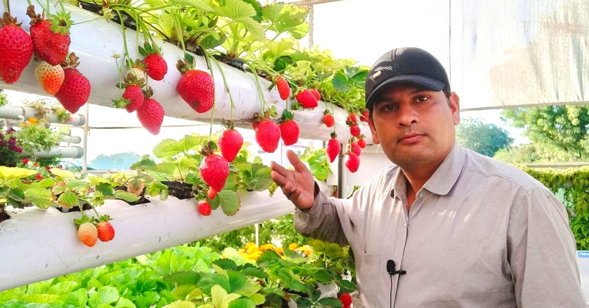 MP Farmer Grows ‘Soil-less’ Strawberries In 3,000 Sq Ft, Profits Rise By 70%