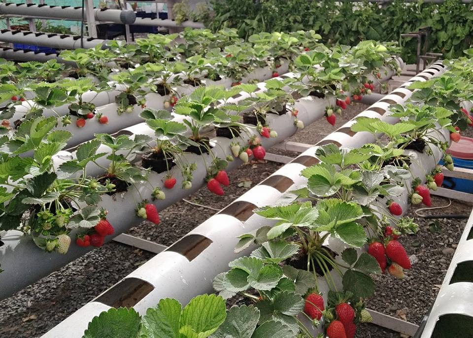 Hydroponic strawberry yield per acre