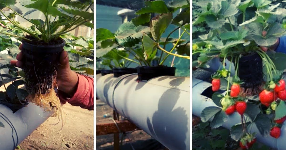 How To Easily Grow Hydroponic Strawberries In A Tower Garden