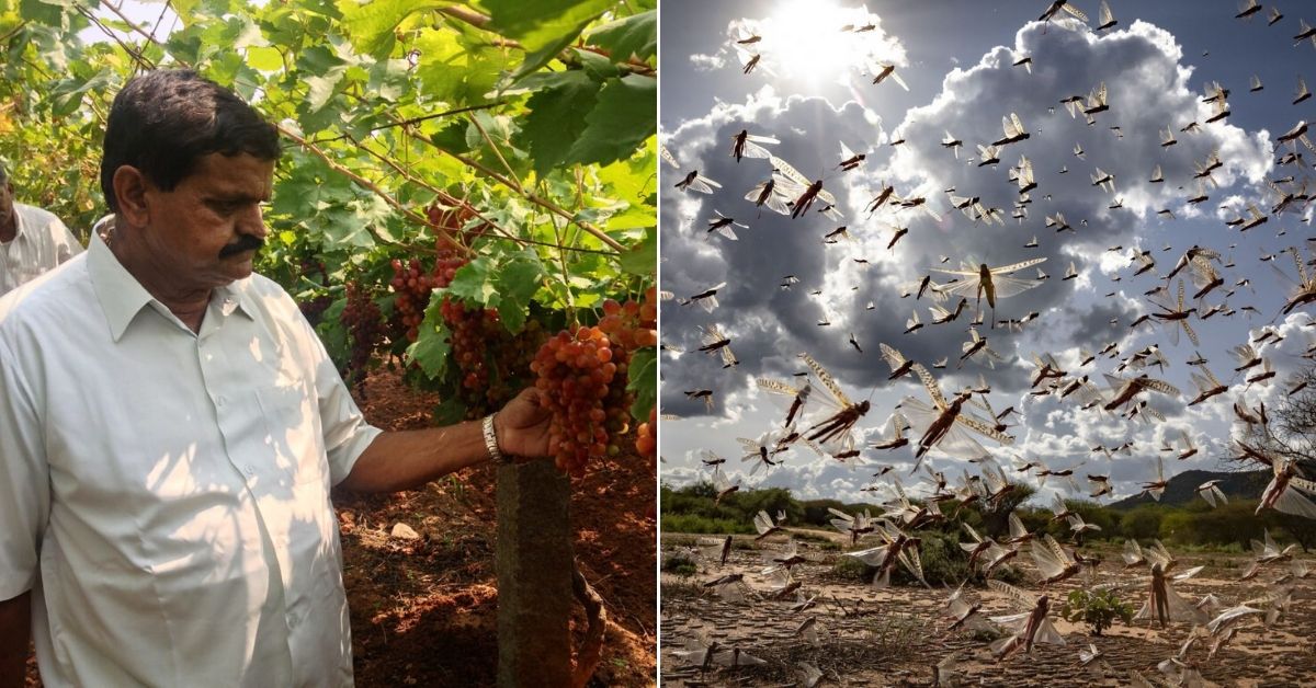 69-YO Padma Shri Farmer’s Organic ‘Muddy’ Solution May Drive Locusts Away