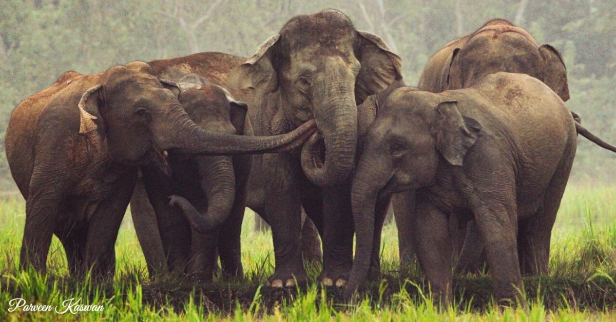6 Times Elephants Taught Humans Lessons in Compassion