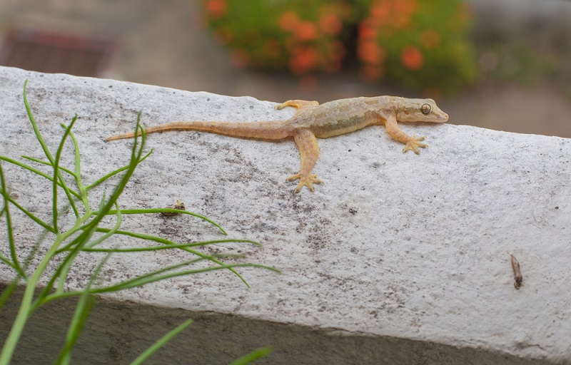 lizards pests