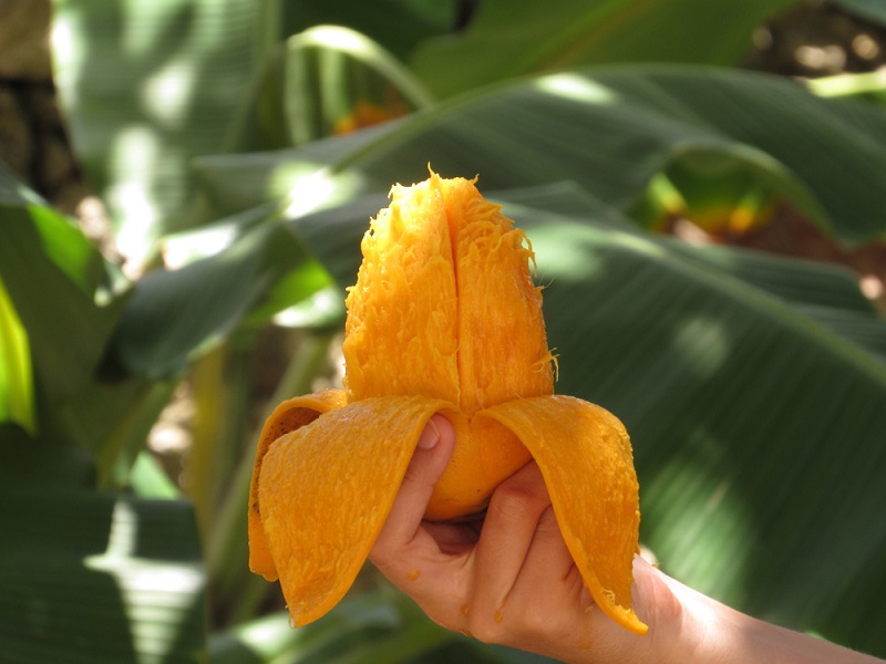 mango peel fertilisers