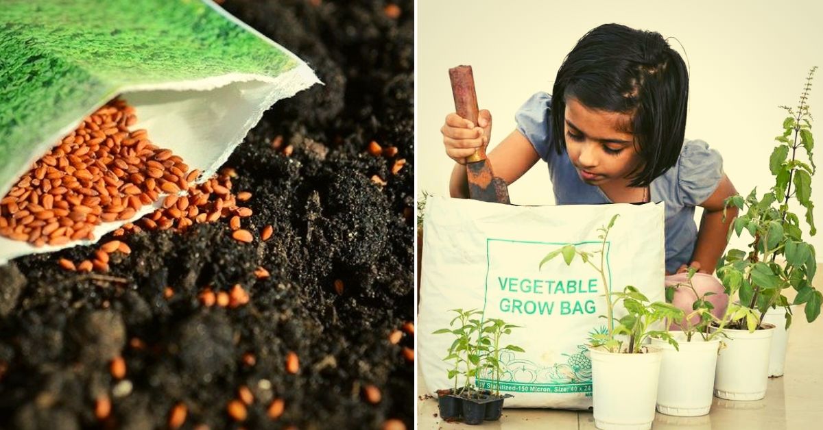5 Online Places to Buy Quality Organic Seeds For Your Home Garden