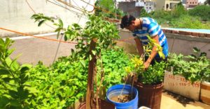 Rajasthan Man's Zero-Budget Terrace Garden Helps Him Save Rs 4,000/Month!