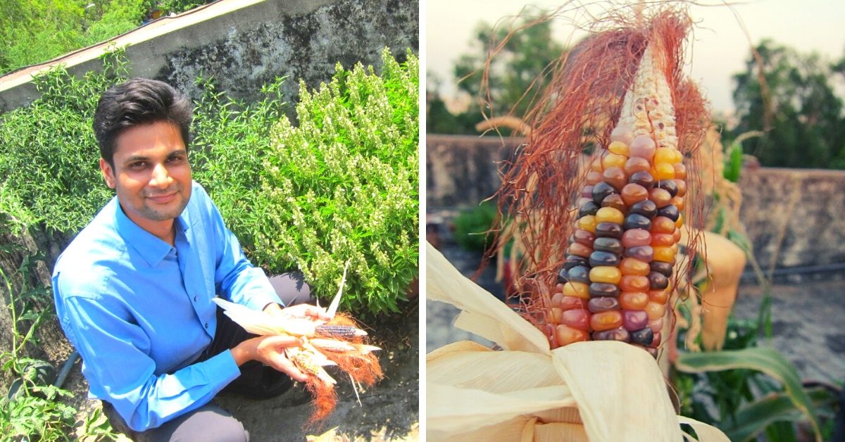 Delhi Family Sets Up Terrace Garden With Rs 500, Grows Gem Corn & 35 Rare Plants