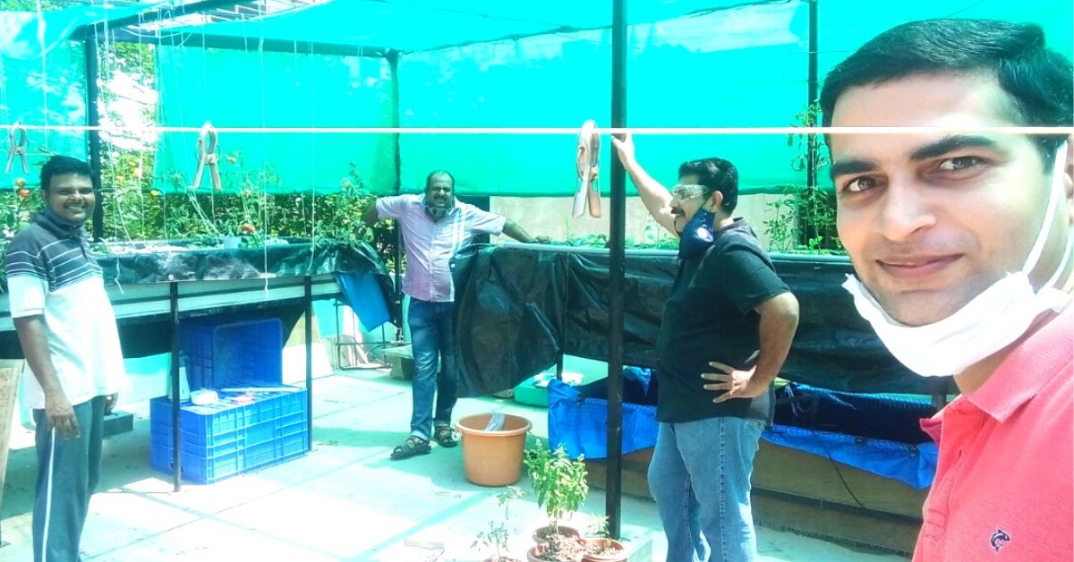 With Limited Water and Fish Waste, Bengaluru Friends Grow Exotic Greens on Terrace