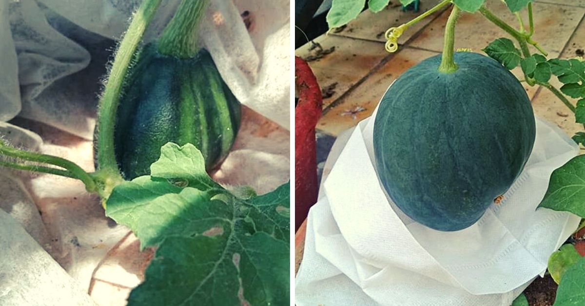 Heres How This Meerut Dentist is Growing Watermelons In Cloth Bags On Her Terrace