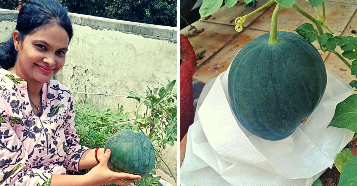 Here’s How This Meerut Dentist is Growing Watermelons In Cloth Bags On Her Terrace