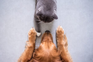 Are the Contents of Your Household Cleaner Secretly Harming Your Pet's Health?