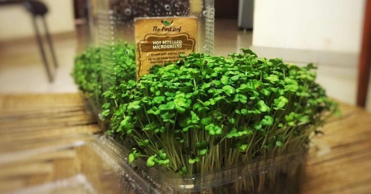 How to Grow Nutritious Microgreens At Home Using A Simple Kitchen Ingredient