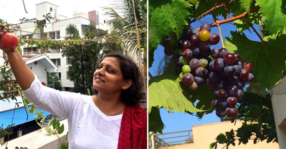 Pune Homemaker Explains How to Grow Organic Grapes & Strawberries at Home