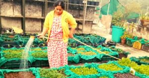 My Garden Gives Me 5 Kilos of Organic Veggies & Cool Air Every Day. Here's How