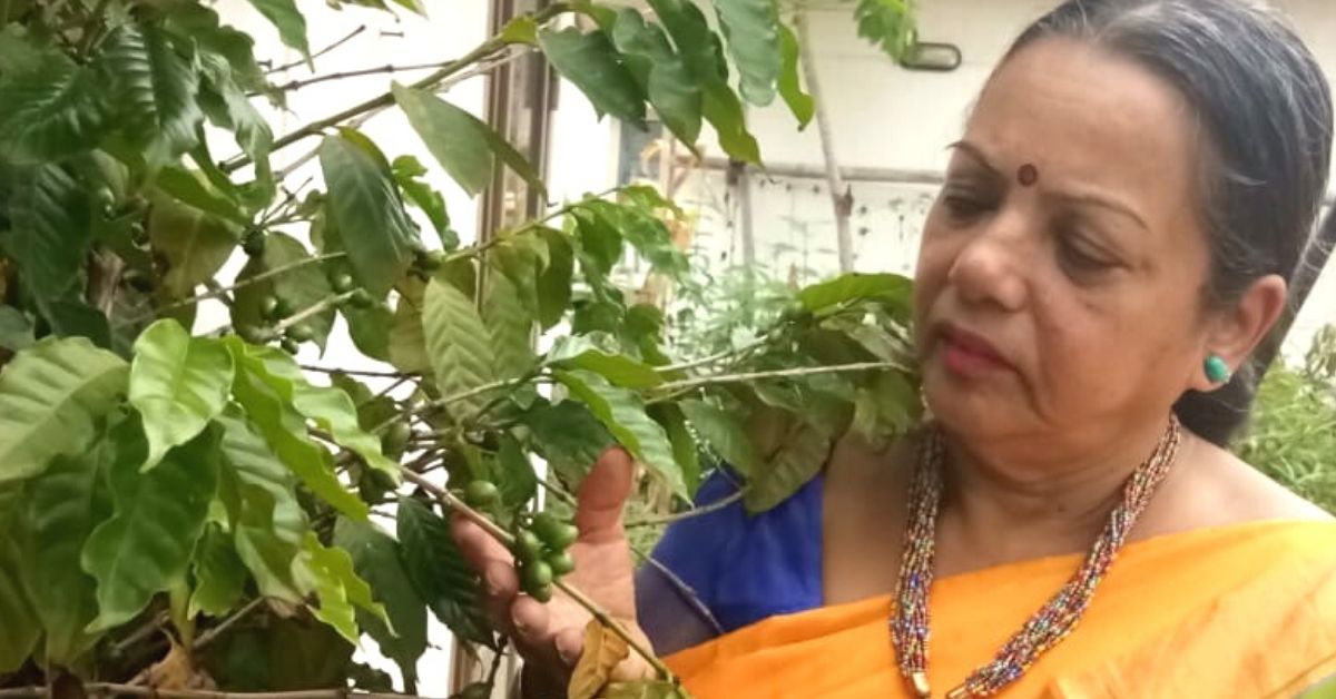 Bengaluru Lady Grows Alphonso Mangoes & Even Coffee In Buckets on Her Terrace