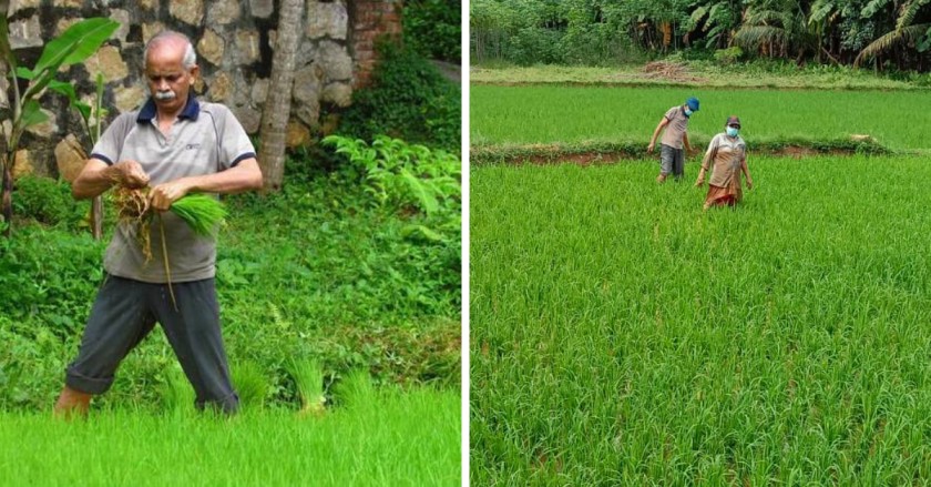 Kerala Family Grows Their Own Rice & Veggies, Have Not Bought Any in 12 Years