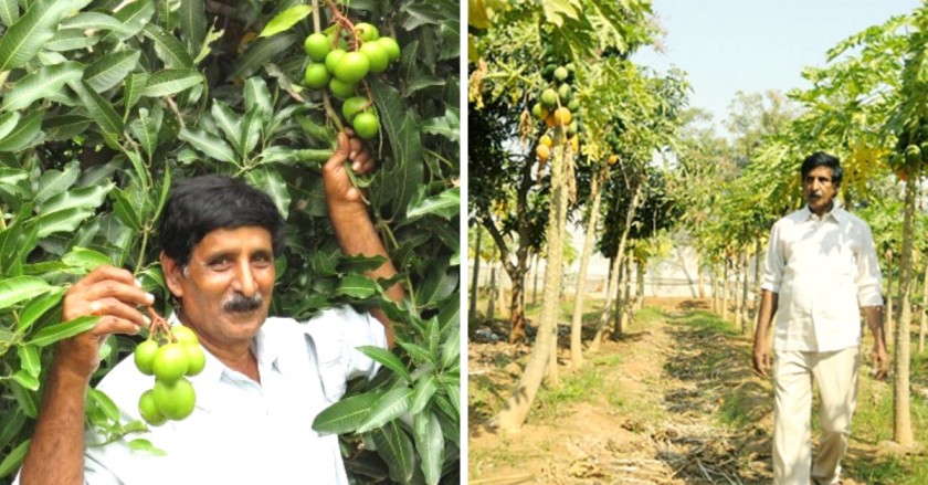 17 Acres Of Barren Land Now Flourishes With Rice & Apples, Thanks to 66-YO Farmer