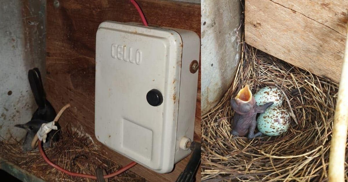 TN Village Turned Off Street Lights For Over a Month To Protect a Bird’s Home