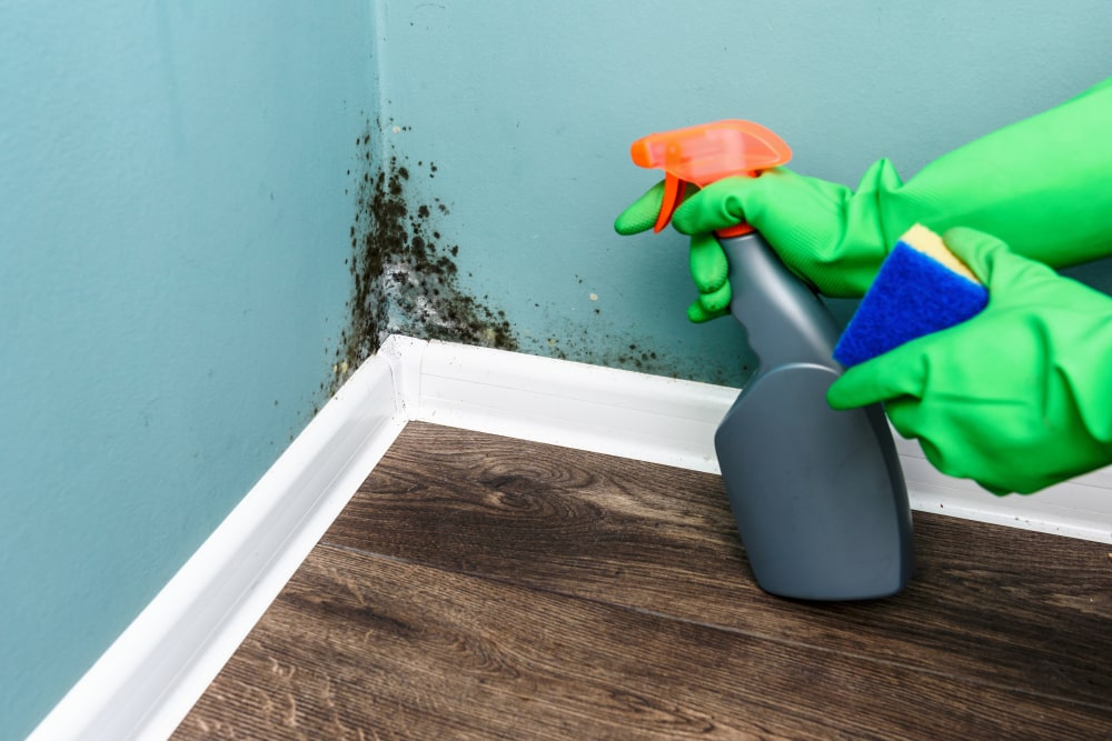 7 Easy Natural Ways To Get Rid Of Funguould From Your Home - How To Remove Mold From Walls And Floors