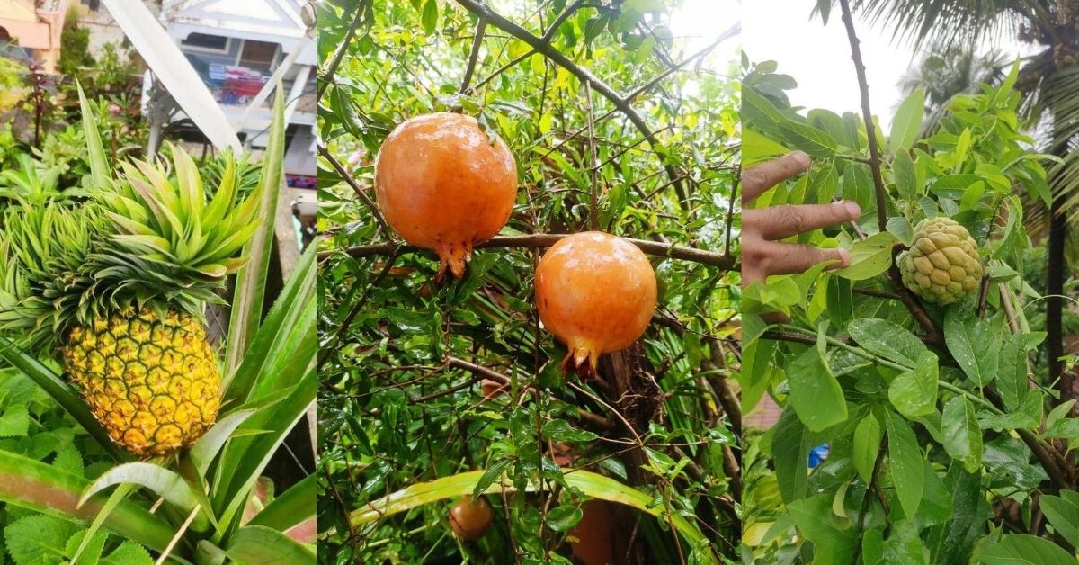 How I Grew A Fruit Forest On My Terrace In Goa S Hot Tropical Weather