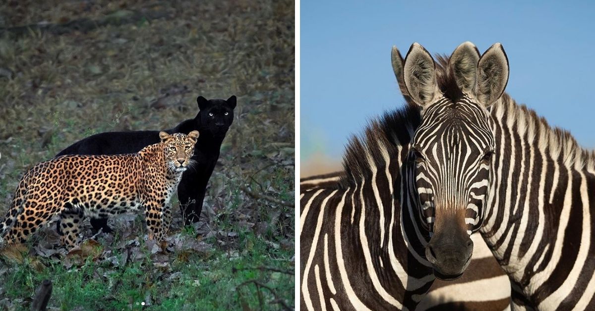 Exclusive: What Goes Into Clicking Viral Wildlife Pics That Stun The World